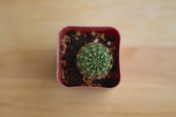 Top view of cactus on wood background.