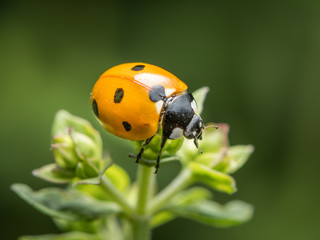 A ladybird sitting on a green plant in a garden