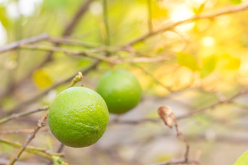 Lime green on the tree, excellent vitamin C source.