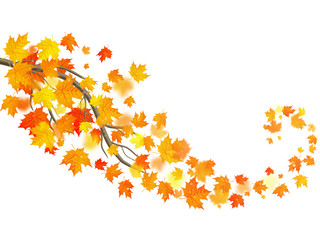 Naklejka na ściany i meble Autumn template with maple autumn leaves. EPS 10