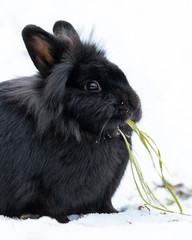 A black dwarf rabbit sitting in the snow and eating grass