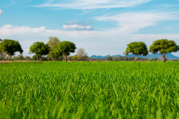 Beautiful Blue sky and cloud with meadow, tree.landscape background for summer.The best view for holiday.