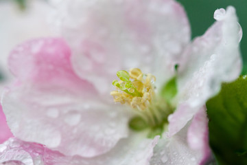 Flowering of the apple tree. Spring background of blooming flowers. White and pink flowers. Beautiful nature scene with a flowering tree. Spring flowers. Beautiful garden. Abstract blurred background