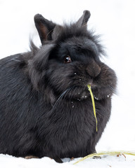 A black dwarf rabbit sitting in the snow and eating grass