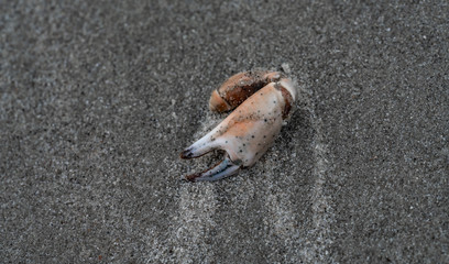 Krabbenschere am Strand
