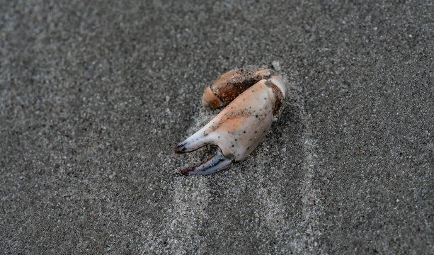 Krabbenschere am Strand