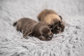 Little chihuahua breed puppies on coverlet