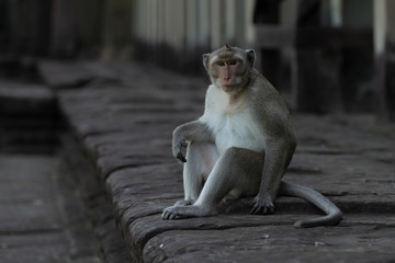 Fototapeta premium Long-tailed macaque sits on wall facing camera