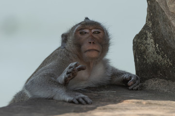 Long-tailed macaque sits resting on stone bridge