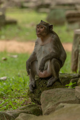 Naklejka na ściany i meble Long-tailed macaque sits with elbows on knees