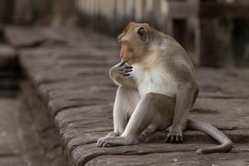 Long-tailed macaque sucks finger on stone wall