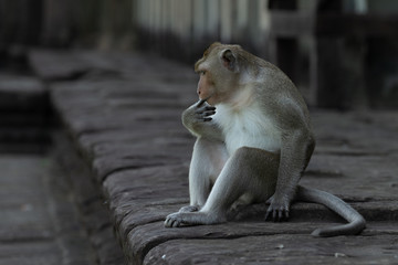 Long-tailed macaque sucking finger on stone wall