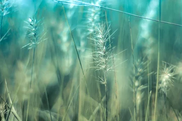 Photo sur Plexiglas Corail vert Un beau champ brillant d& 39 or avec quelques fleurs sauvages comme des marguerites et de l& 39 herbe sauvage beau fond de nature