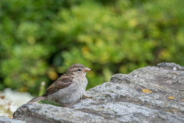 A female house sparrow sitting on a stone wall