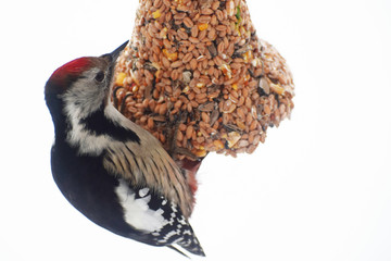 Great spotted woodpecker Dendrocopos major eating and sitting on bell shape bird feeder made of different seeds hanging on rope on white snow background with copy space for text at cold winter day.