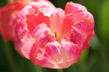 Close up of blooming pink tulip. Flower background. Summer garden landscape. Soft focus