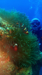 The beauty of underwater diving in Sabah, Borneo.        