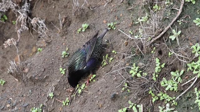 HD video of one Common grackle foraging for food on a cliffside. It will forage on the ground, in shallow water or in shrubs. An omnivore, it will eat insects, minnows, frogs, eggs, berries, seeds