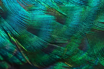 Wandaufkleber Closeup peacock feathers © chamnan phanthong