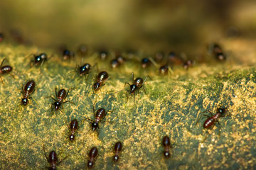 The black ants ware migratory in a big forest.