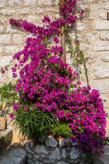 Fototapeta na wymiar Beautiful purple bougainvillea in the small hilltop village of Peillon France