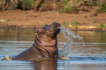 Fototapeta na wymiar Hippopotamus amphibius