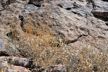 Dry grass on a background of rocks as a texture and background