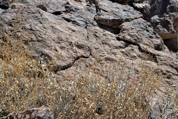 Dry grass on a background of rocks as a texture and background