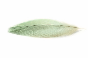 Beautiful bright parrot feather on white. Green. Turquoise. Macro. Close up photo