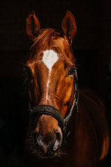 horse portrait on black background