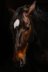 horse portrait on black background