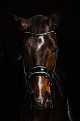 horse portrait on black background