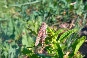 Grasshopper on the grass in the spring sunny morning, close up