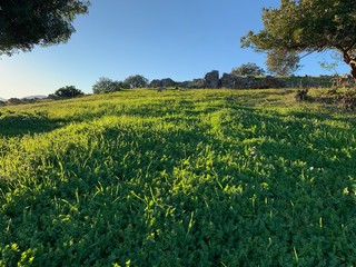 Olivos al atardecer