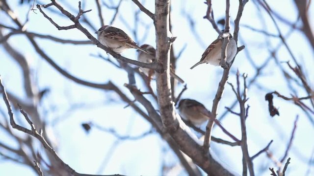 Sparrows on the branch. Sunny day. Blue sky. Beautiful early winter cold day. Shallow depth of the field, 59.94 fps