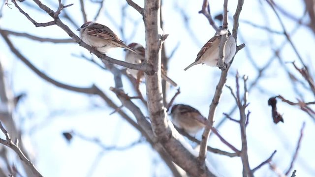 Sparrows on the branch. Sunny day. Blue sky. Beautiful early winter cold day. Shallow depth of the field, 59.94 fps