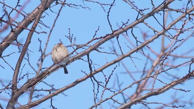Sparrow on the tree branch. Sunny day. Blue sky. Beautiful early winter cold day.