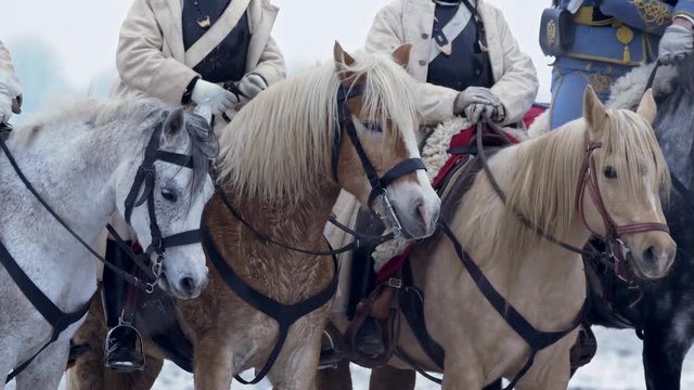 Horses in Napoleon army Grande Armee