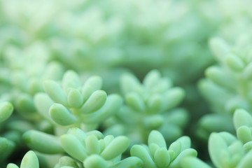 Close up macro view of Green sedum stonecrop succulents with soft blur background for placing text