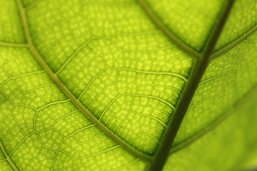 Close up macro view of underneath green leave with detail nature midrib and veins lines. 