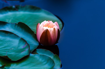 Seerose halb geöffnet