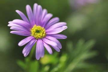 Fototapeta premium Beautiful close up view of purple Margaret flower on blur green leaves background.