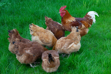 New Hampshire Hens grazing on a green meadow