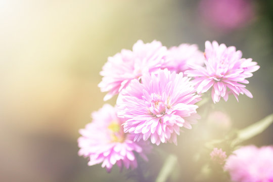 Beautiful close up view of purple Margaret flower on soft sunlight background. © knssr