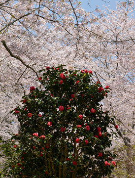 桜と椿