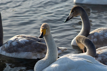 Fototapeta premium swans on the lake