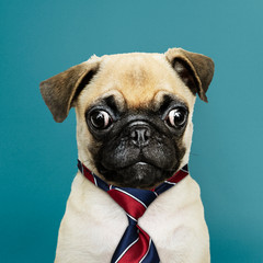 Cute Pug puppy in a red blue and white striped necktie © Rawpixel.com