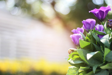 Purple flowers in white pots - 243621336
