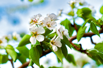 Blooming apple or pear in the garden, spring background