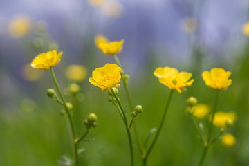 Image with a buttercup.